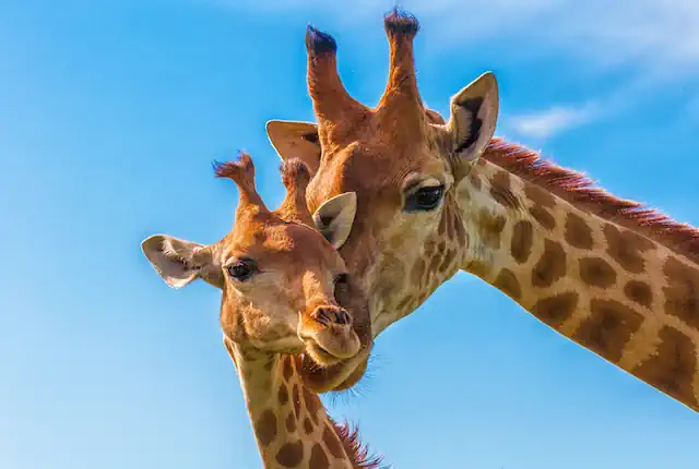 Construction starts at the Cheyenne Mountain Zoo Giraffe enclosure